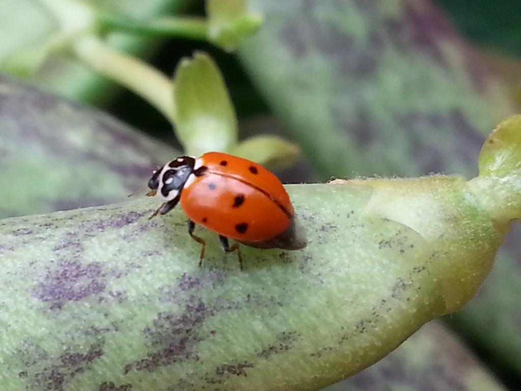 Agriturismo Fioredizucca Villa Albenga Dış mekan fotoğraf